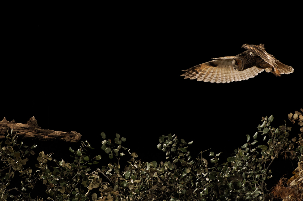 Imagen 24 de la galería de Búho Chico - Long-eared Owl